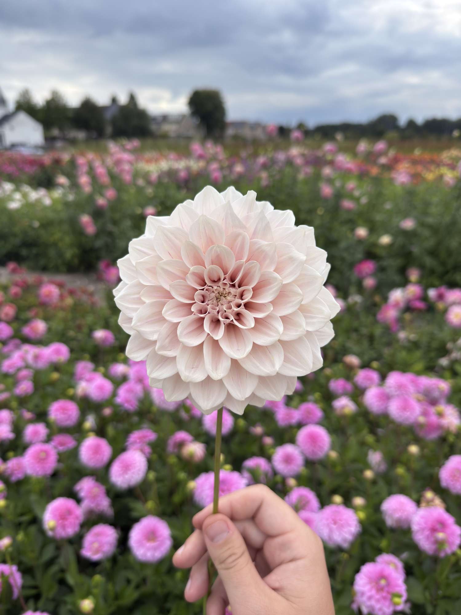 Dahlie ‘Cafe au Lait Pale Pink’